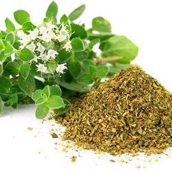 Oregano